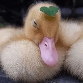 💚 pato, fofo, animal, pássaro, amarelo, sonolento telegram sticker