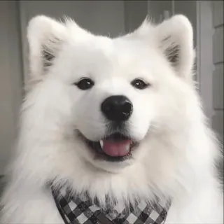 собачьки от @ovoshehranilishe telegram stickers
