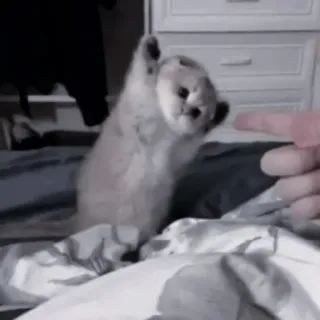 🐈‍⬛ Katze, Kätzchen, süß, Haustier, Tier, spielerisch telegram sticker