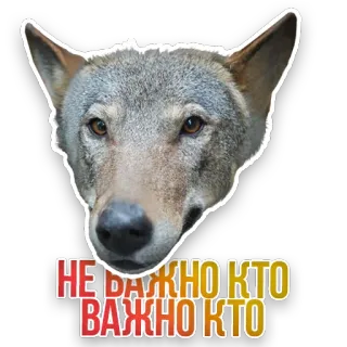🐺 НЕ ВАЖНО КТО
ВАЖНО КТО wolf, animal, sticker, russian, text, dog telegram sticker
