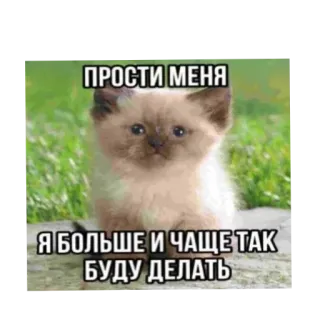🐱 ПРОСТИ МЕНЯ
Я БОЛЬШЕ И ЧАЩЕ ТАК БУДУ ДЕЛАТЬ chat, excuse, mème, chaton, russe telegram sticker