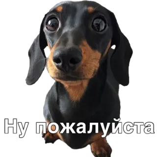 🙏 Ну пожалуйста dog, cute, begging, pleading, dachshund whatsapp sticker