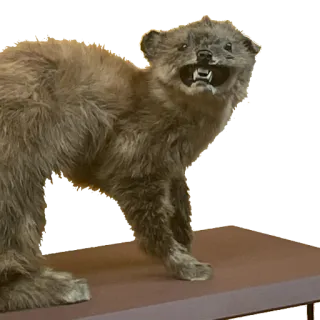 😾 animal, furet, taxidermie, peluche, créature whatsapp sticker