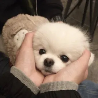 ☺️ dog, puppy, cute, pet, white dog, pomeranian telegram sticker