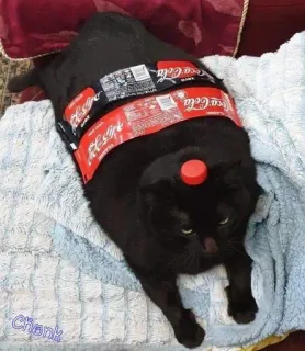 🐱 Chonk chat, gros, coca cola, soda, animal de compagnie, drôle, animal telegram sticker