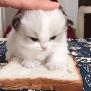 🌟 gatinho, gato, pão, fofo, animal, torrada, animal de estimação telegram sticker