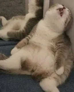 😵 猫, 睡觉, 疲惫, 动物, 可爱, 家养, 猫科 telegram sticker