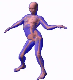🕺 Skelett, Anatomie, Knochen, Medizinisch, Anatomie, Körper, Mensch telegram sticker
