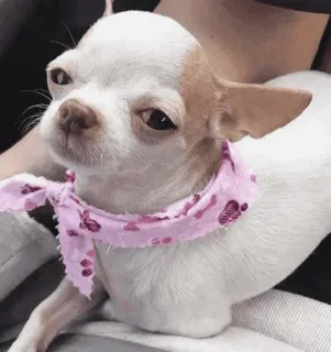 🐩 chihuahua, dog, pet, animal, bandana, cute telegram sticker