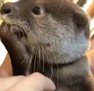 🦦 loutre, animal, mammifère, mignon, faune sauvage, nature whatsapp sticker