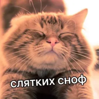 😴 слятких сноф кот, спящий, милый, русский, животное, стикер telegram sticker