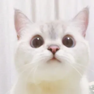 🥺 gato, lindo, animal, mascota, gato blanco, gatito whatsapp sticker