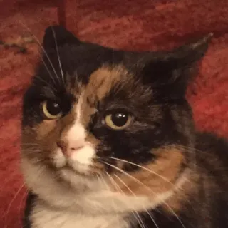 😐 кошка, животное, домашняя кошка, домашний питомец, кошачий, млекопитающее telegram sticker