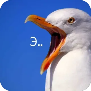 🫥 Э.. カモメ, 鳥, 口を開ける, 喋る, ミーム whatsapp sticker