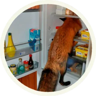 🍔 vos, koelkast, dier, keuken, eten, koelkast telegram sticker