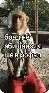 🌟 брад не абижайся я ше в рофал monkey, animal, funny, text, humor telegram sticker
