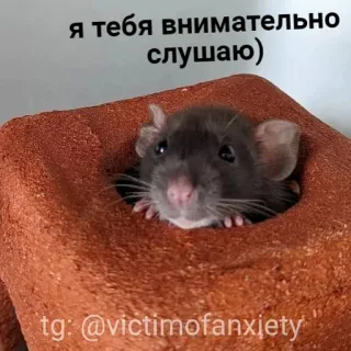пушистые мемы @catsandsadness telegram stickers