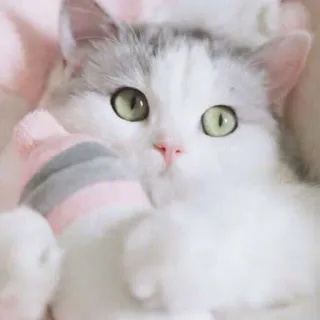 😌 gatto, carino, gattino, animale domestico, animale, animale da compagnia whatsapp sticker