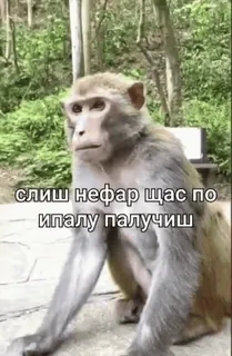 😘 слиш нефар щас по ипалу палучиш ลิง, สัตว์, มีม, ตลก, หยาบคาย telegram sticker