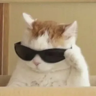😎 kucing, kacamata hitam, keren, hewan peliharaan, binatang, lucu telegram sticker