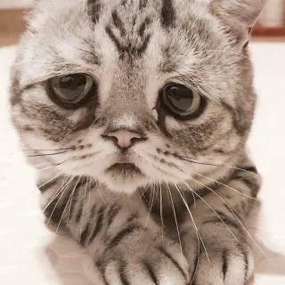 🖇 gato, triste, lindo, gatito, animal, mascota whatsapp sticker