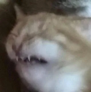 🤢 cat, animal, fangs, teeth, sleeping telegram sticker
