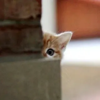 🪐 kitten, cat, cute, animal, pet, hiding telegram sticker