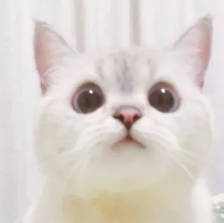 🥺 gato, animal, fofo, animal de estimação, gatinho telegram sticker