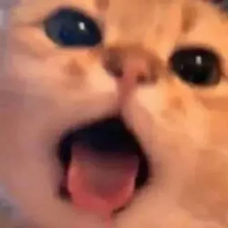 😝 猫, ミーム, 面白い, 動物, ペット telegram sticker