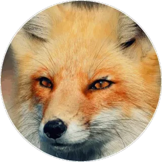 🦊 fuchs, tier, wildtier, natur, säugetier, caniden, raubtier telegram sticker