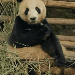 🐼 panda, beruang, binatang, kebun binatang, bambu whatsapp sticker