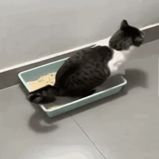 🤸‍♂️ chat, litière, animal de compagnie, animal, chat domestique whatsapp sticker