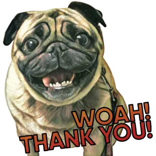😌 WOAH! THANK YOU! 퍼그, 개, 감사합니다, 와, 동물, 귀여운 telegram sticker