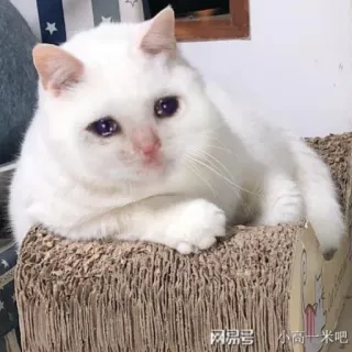 🐱 网易号 小商十米吧 猫, ペット, 動物, 可愛い, 悲しい, 泣く, 白い猫 telegram sticker