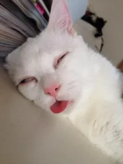 😵 gato, blanco, lengua, gracioso, animal whatsapp sticker