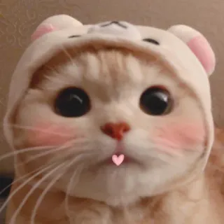 😘 gato, lindo, animal, gatito, kawaii, pegatina telegram sticker