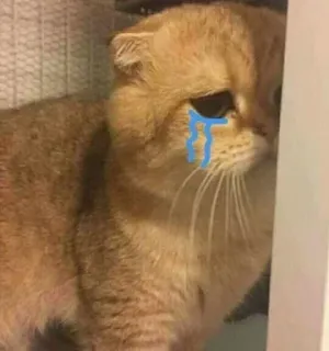 😥 cat, crying, sad, tears, animal, meme telegram sticker