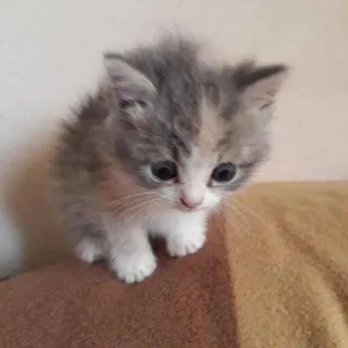 🥺 kucing, anak kucing, hewan, lucu, binatang peliharaan, hewan peliharaan telegram sticker