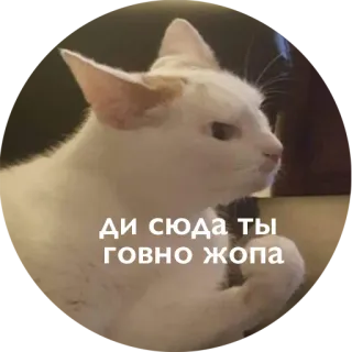 😡 ДИ СЮДА ТЫ ГОВНО ЖОПА kat, aanstootgevend, russisch, belediging whatsapp sticker