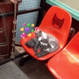 ⚡️ You Me gatos, cariño, amor, meme, relación, lindo telegram sticker