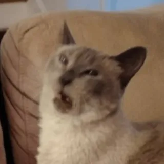 😾 gato, animal, engraçado, meme, animal de estimação whatsapp sticker