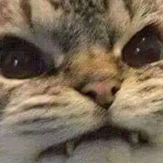 🌟 chat, mème, animal, drôle, animal de compagnie, mignon whatsapp sticker