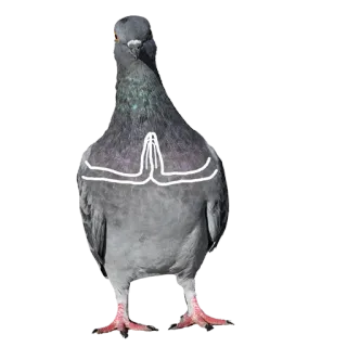 🙏 비둘기, 새, 동물, 웃긴, 밈, 인사 telegram sticker