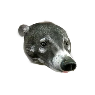 👃 coatí, animal, mamífero, fauna, naturaleza whatsapp sticker