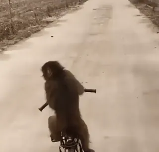 😎 macaco, bicicleta, animal, primata, bike, estrada, natureza telegram sticker