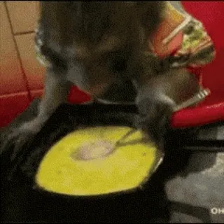 🍜 猴子, 动物, 搞笑, 表情包 telegram sticker