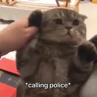 🚔 *calling police* 猫, 動物, 警察, ミーム, ユーモア telegram sticker