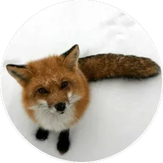 🦊 Tier, Fuchs, Schnee, Winter, Wildtier telegram sticker