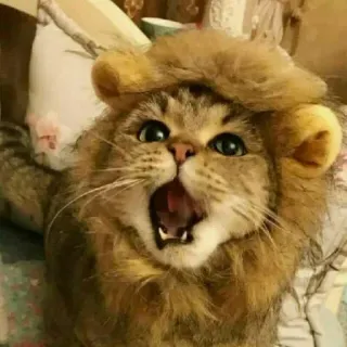 😠 gato, leão, fofo, animal, animal de estimação, engraçado telegram sticker