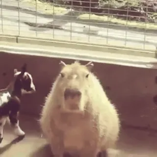 🐐 capybara, chèvre, animaux, mignon whatsapp sticker